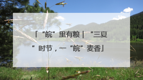 “皖”里有粮｜“三夏”时节，一“皖”麦香