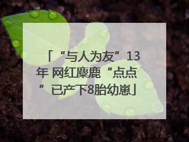 “与人为友”13年 网红麋鹿“点点”已产下8胎幼崽
