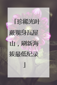 珍稀光叶蕨现身瓦屋山，刷新海拔最低纪录