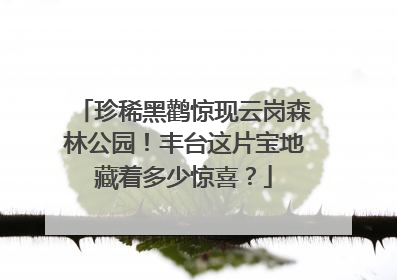 珍稀黑鹳惊现云岗森林公园！丰台这片宝地藏着多少惊喜？