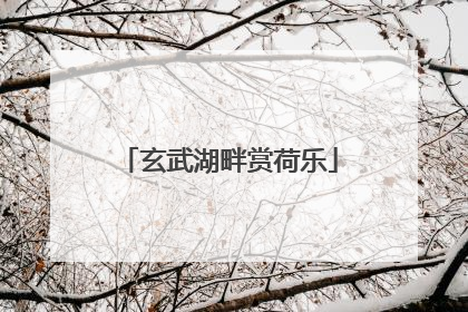 玄武湖畔赏荷乐