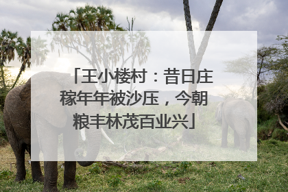 王小楼村：昔日庄稼年年被沙压，今朝粮丰林茂百业兴