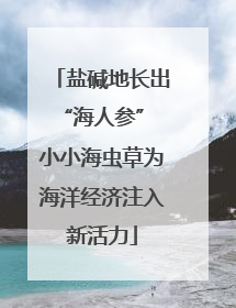 盐碱地长出“海人参” 小小海虫草为海洋经济注入新活力