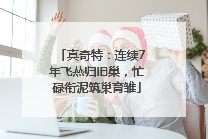 真奇特：连续7年飞燕归旧巢，忙碌衔泥筑巢育雏