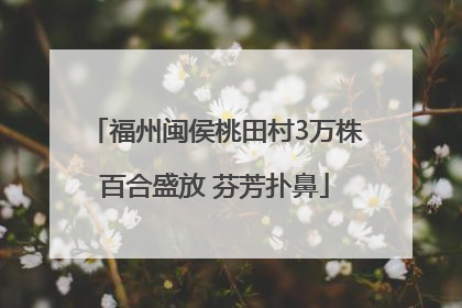 福州闽侯桃田村3万株百合盛放 芬芳扑鼻