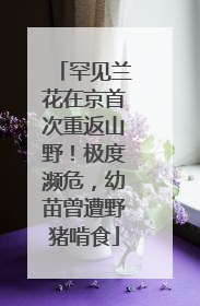 罕见兰花在京首次重返山野！极度濒危，幼苗曾遭野猪啃食
