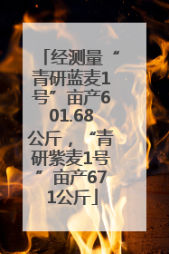 经测量“青研蓝麦1号”亩产601.68公斤，“青研紫麦1号”亩产671公斤