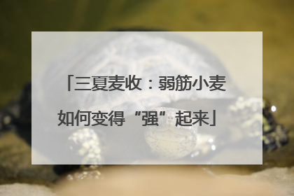 三夏麦收：弱筋小麦如何变得“强”起来