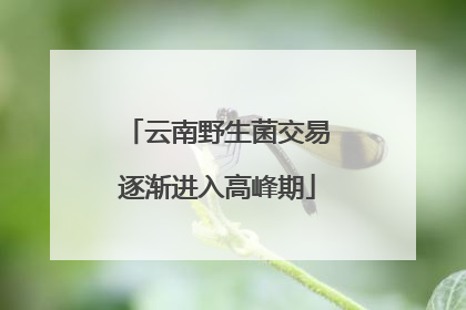 云南野生菌交易逐渐进入高峰期