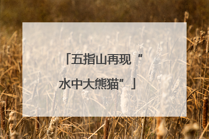 五指山再现“水中大熊猫”