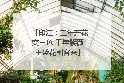 印江：三年开花变三色 千年紫薇王盛花引客来