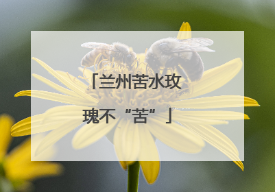 兰州苦水玫瑰不“苦”