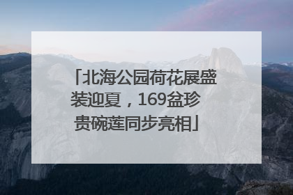 北海公园荷花展盛装迎夏，169盆珍贵碗莲同步亮相