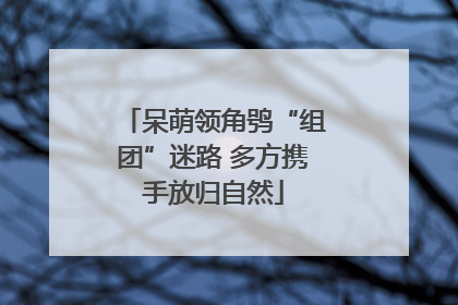 呆萌领角鸮“组团”迷路 多方携手放归自然