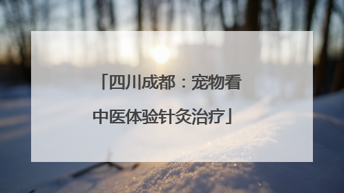 四川成都：宠物看中医体验针灸治疗