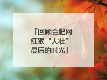回顾合肥网红猴“大壮”最后的时光