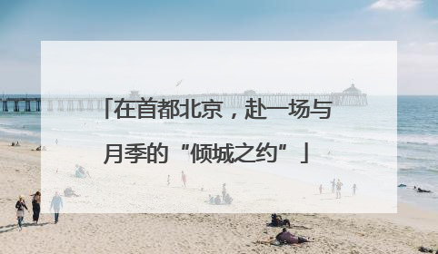 在首都北京，赴一场与月季的“倾城之约”