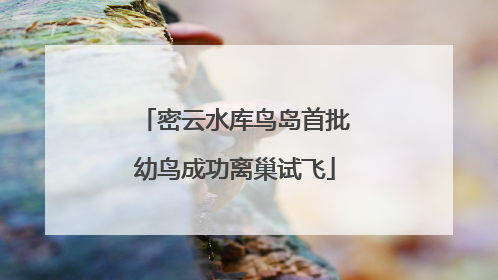 密云水库鸟岛首批幼鸟成功离巢试飞