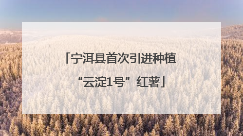 宁洱县首次引进种植“云淀1号”红薯