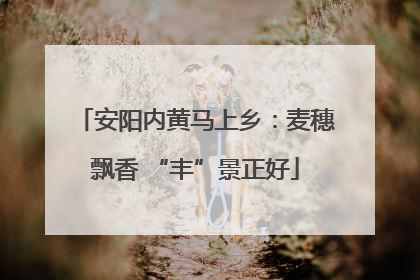安阳内黄马上乡：麦穗飘香 “丰”景正好