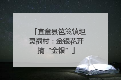 宜章县笆篱镇坦灵祠村：金银花开摘“金银”