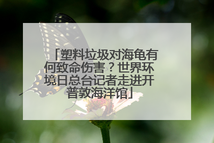 塑料垃圾对海龟有何致命伤害？世界环境日总台记者走进开普敦海洋馆
