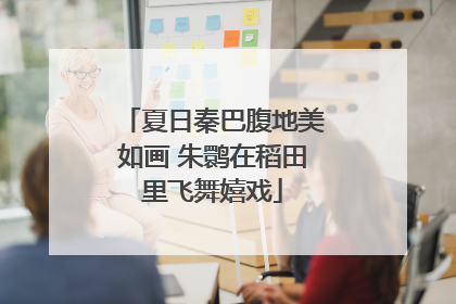 夏日秦巴腹地美如画 朱鹮在稻田里飞舞嬉戏