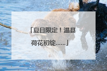 夏日限定！温县荷花初绽……