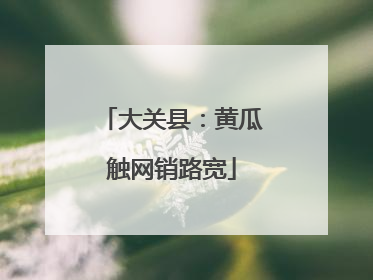 大关县：黄瓜触网销路宽