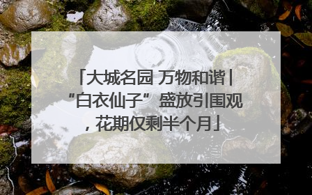 大城名园 万物和谐│“白衣仙子”盛放引围观，花期仅剩半个月