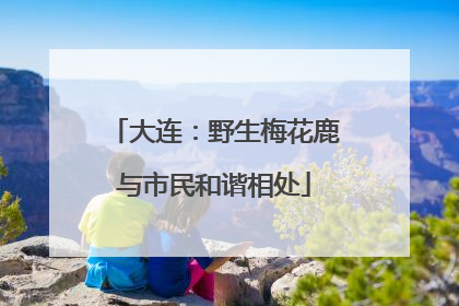 大连：野生梅花鹿与市民和谐相处