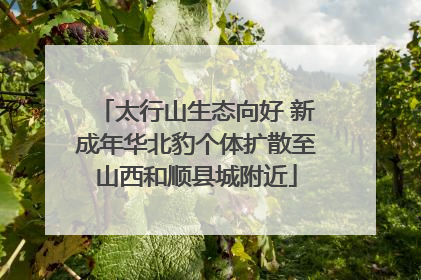 太行山生态向好 新成年华北豹个体扩散至山西和顺县城附近