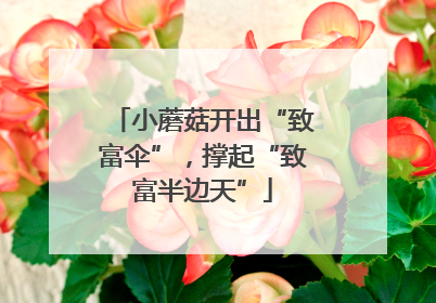 小蘑菇开出“致富伞”，撑起“致富半边天”