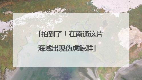 拍到了！在南通这片海域出现伪虎鲸群