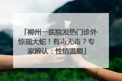 柳州一医院发热门诊外惊现大蛇！有毒无毒？专家辨认：性情温顺