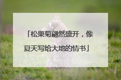松果菊翩然盛开，像夏天写给大地的情书