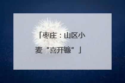 枣庄：山区小麦“喜开镰”