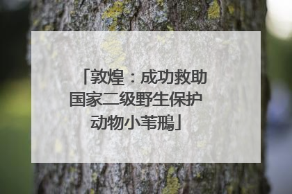 敦煌：成功救助国家二级野生保护动物小苇鳽