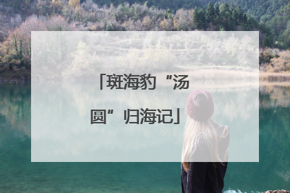斑海豹“汤圆”归海记