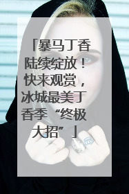 暴马丁香陆续绽放！快来观赏，冰城最美丁香季“终极大招”