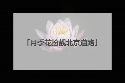 月季花扮靓北京道路