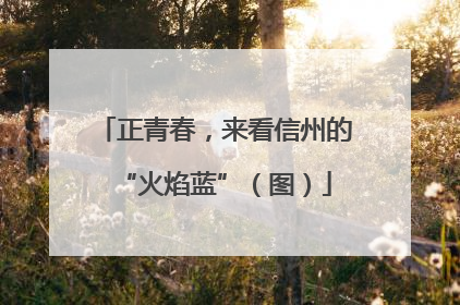 正青春，来看信州的“火焰蓝”（图）