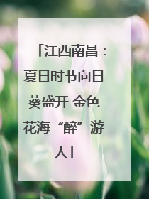 江西南昌：夏日时节向日葵盛开 金色花海“醉”游人