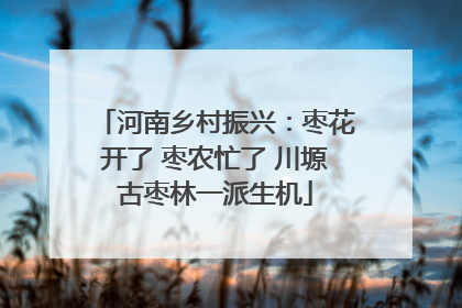 河南乡村振兴：枣花开了 枣农忙了 川塬古枣林一派生机