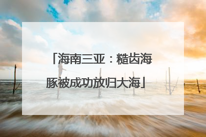 海南三亚：糙齿海豚被成功放归大海