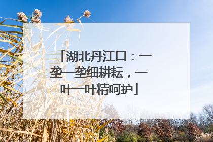 湖北丹江口：一垄一垄细耕耘，一叶一叶精呵护