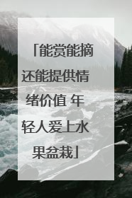 能赏能摘还能提供情绪价值 年轻人爱上水果盆栽