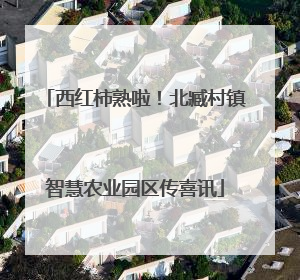 西红柿熟啦！北臧村镇智慧农业园区传喜讯