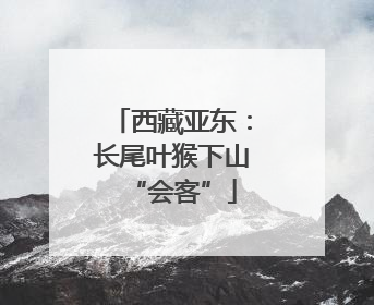 西藏亚东：长尾叶猴下山“会客”