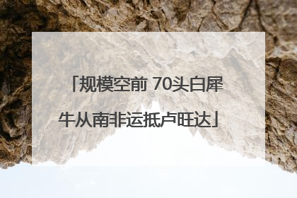 规模空前 70头白犀牛从南非运抵卢旺达